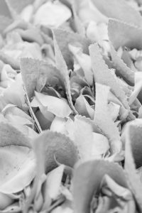 Wedding at Finca Sa Ses Voltes Mallorca 11